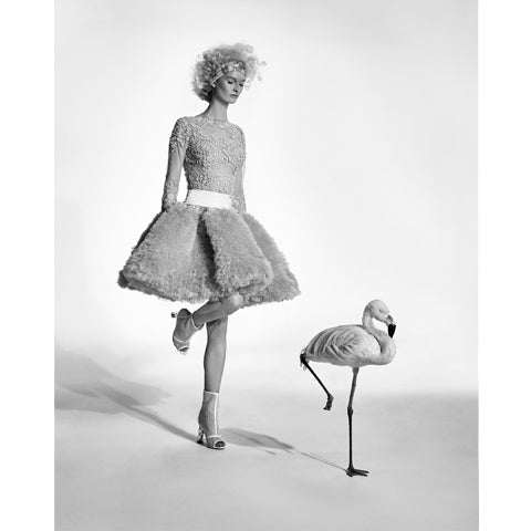 Flamingo - Jonathan Glynn Smith
